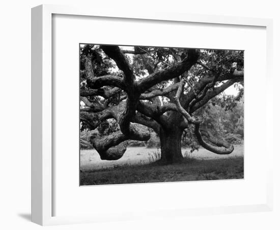 Giant Oak Tree on Martha's Vineyard-Alfred Eisenstaedt-Framed Photographic Print