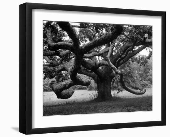 Giant Oak Tree on Martha's Vineyard-Alfred Eisenstaedt-Framed Photographic Print