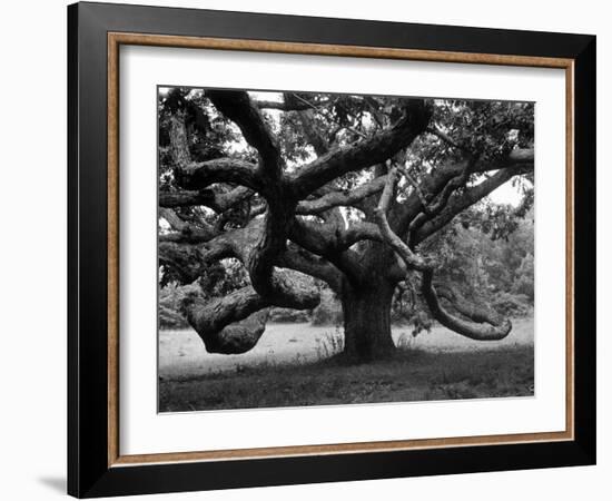 Giant Oak Tree on Martha's Vineyard-Alfred Eisenstaedt-Framed Photographic Print