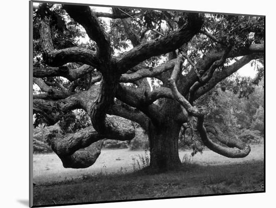 Giant Oak Tree on Martha's Vineyard-Alfred Eisenstaedt-Mounted Photographic Print