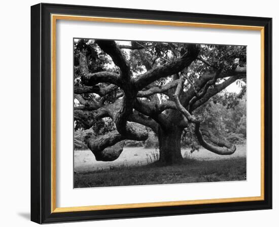 Giant Oak Tree on Martha's Vineyard-Alfred Eisenstaedt-Framed Photographic Print