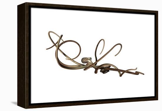 Giant Octopus-null-Framed Stretched Canvas