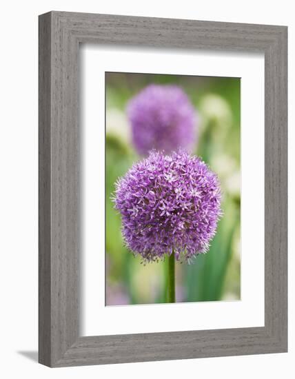 Giant onion in flower, Germany-Kerstin Hinze-Framed Photographic Print