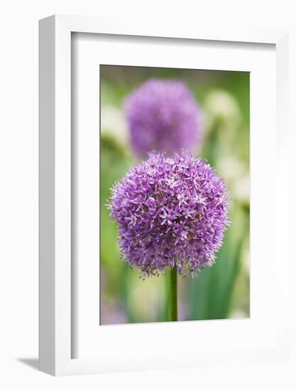 Giant onion in flower, Germany-Kerstin Hinze-Framed Photographic Print