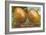 Giant Onions on Flatbed-null-Framed Art Print