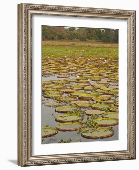 Giant or Victoria Lilies, Mato Grosso Do Sul Province, Brazil-Pete Oxford-Framed Photographic Print