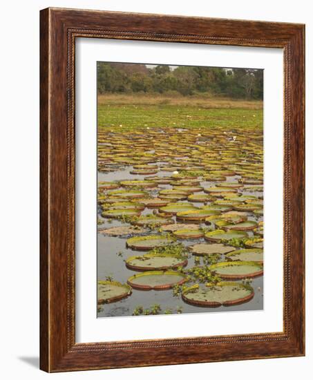 Giant or Victoria Lilies, Mato Grosso Do Sul Province, Brazil-Pete Oxford-Framed Photographic Print