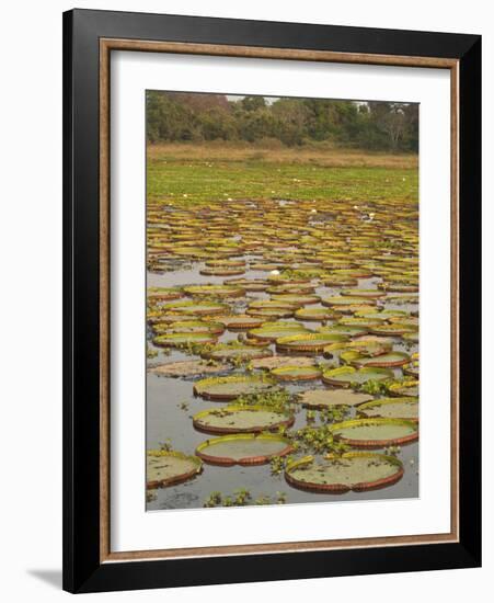 Giant or Victoria Lilies, Mato Grosso Do Sul Province, Brazil-Pete Oxford-Framed Photographic Print