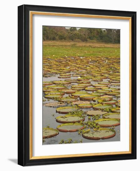 Giant or Victoria Lilies, Mato Grosso Do Sul Province, Brazil-Pete Oxford-Framed Photographic Print