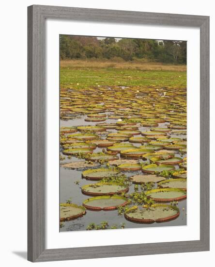 Giant or Victoria Lilies, Mato Grosso Do Sul Province, Brazil-Pete Oxford-Framed Photographic Print