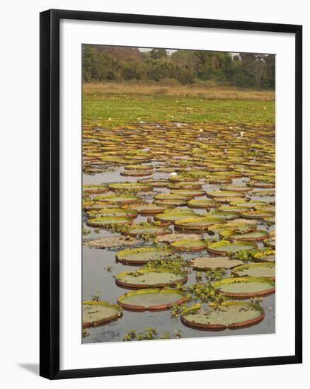 Giant or Victoria Lilies, Mato Grosso Do Sul Province, Brazil-Pete Oxford-Framed Photographic Print