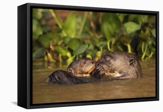 Giant Otter adult with young in water, Pantanal, Brazil-Tony Heald-Framed Premier Image Canvas