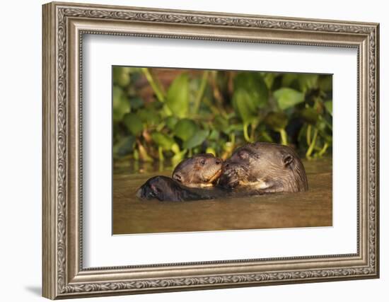 Giant Otter adult with young in water, Pantanal, Brazil-Tony Heald-Framed Photographic Print