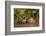 Giant Otter adult with young in water, Pantanal, Brazil-Tony Heald-Framed Photographic Print