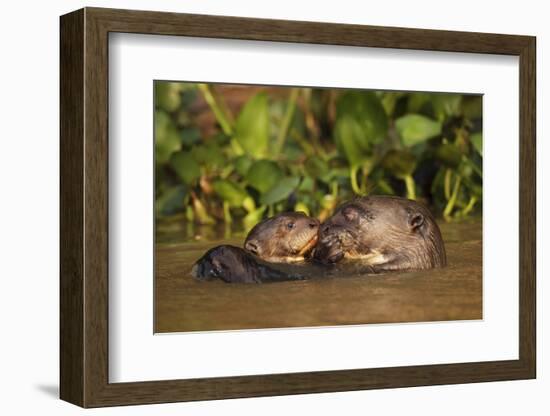 Giant Otter adult with young in water, Pantanal, Brazil-Tony Heald-Framed Photographic Print