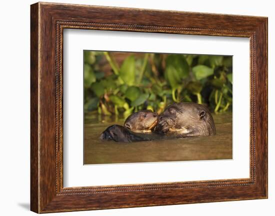 Giant Otter adult with young in water, Pantanal, Brazil-Tony Heald-Framed Photographic Print