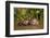 Giant Otter adult with young in water, Pantanal, Brazil-Tony Heald-Framed Photographic Print