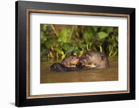 Giant Otter adult with young in water, Pantanal, Brazil-Tony Heald-Framed Photographic Print