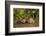 Giant Otter adult with young in water, Pantanal, Brazil-Tony Heald-Framed Photographic Print