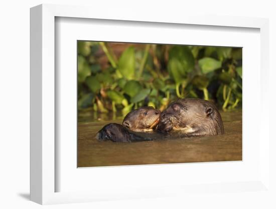 Giant Otter adult with young in water, Pantanal, Brazil-Tony Heald-Framed Photographic Print