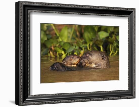 Giant Otter adult with young in water, Pantanal, Brazil-Tony Heald-Framed Photographic Print