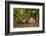 Giant Otter adult with young in water, Pantanal, Brazil-Tony Heald-Framed Photographic Print