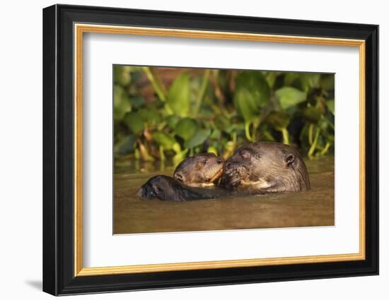 Giant Otter adult with young in water, Pantanal, Brazil-Tony Heald-Framed Photographic Print