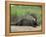 Giant Otter, Guyana-Pete Oxford-Framed Premier Image Canvas