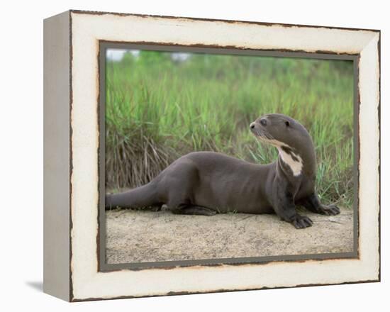 Giant Otter, Guyana-Pete Oxford-Framed Premier Image Canvas