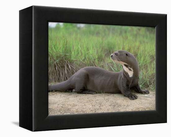 Giant Otter, Guyana-Pete Oxford-Framed Premier Image Canvas