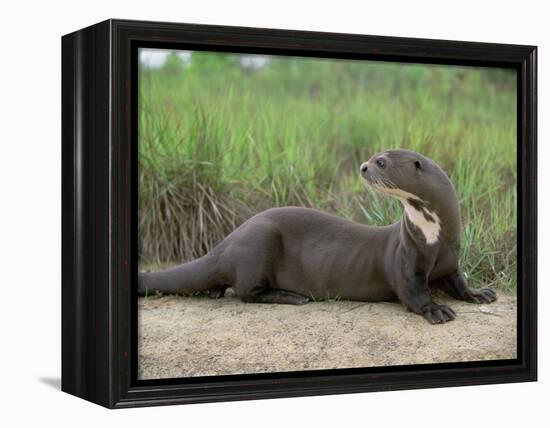 Giant Otter, Guyana-Pete Oxford-Framed Premier Image Canvas