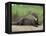 Giant Otter, Guyana-Pete Oxford-Framed Premier Image Canvas