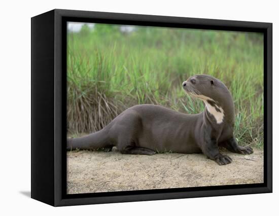 Giant Otter, Guyana-Pete Oxford-Framed Premier Image Canvas