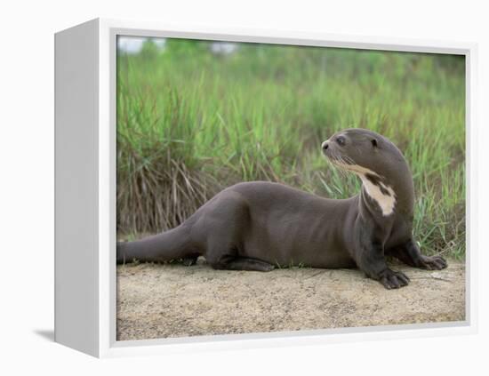 Giant Otter, Guyana-Pete Oxford-Framed Premier Image Canvas