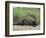 Giant Otter, Guyana-Pete Oxford-Framed Premium Photographic Print