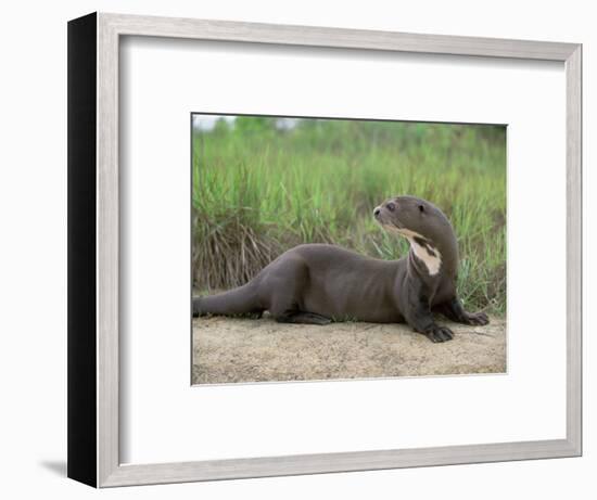 Giant Otter, Guyana-Pete Oxford-Framed Premium Photographic Print