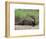 Giant Otter, Guyana-Pete Oxford-Framed Premium Photographic Print