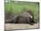 Giant Otter, Guyana-Pete Oxford-Mounted Premium Photographic Print