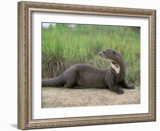 Giant Otter, Guyana-Pete Oxford-Framed Photographic Print