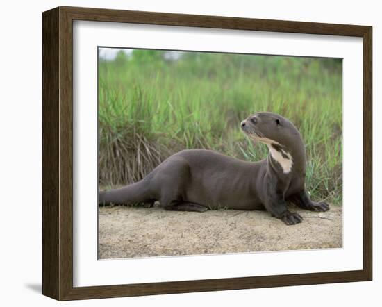 Giant Otter, Guyana-Pete Oxford-Framed Photographic Print