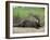 Giant Otter, Guyana-Pete Oxford-Framed Photographic Print