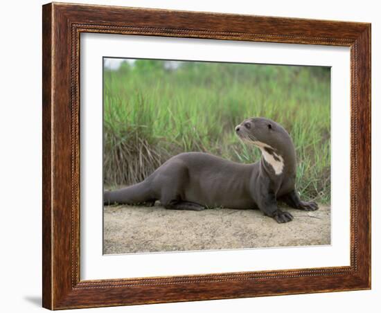 Giant Otter, Guyana-Pete Oxford-Framed Photographic Print