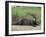 Giant Otter, Guyana-Pete Oxford-Framed Photographic Print