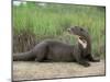 Giant Otter, Guyana-Pete Oxford-Mounted Photographic Print