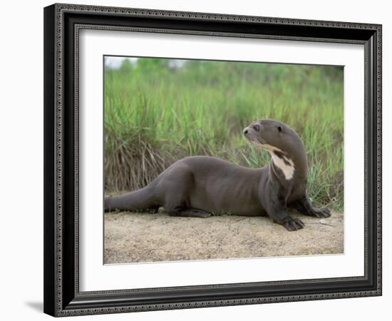 Giant Otter, Guyana-Pete Oxford-Framed Photographic Print