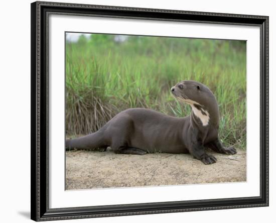 Giant Otter, Guyana-Pete Oxford-Framed Photographic Print