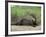 Giant Otter, Guyana-Pete Oxford-Framed Photographic Print