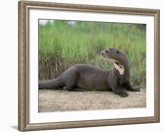 Giant Otter, Guyana-Pete Oxford-Framed Photographic Print