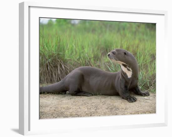 Giant Otter, Guyana-Pete Oxford-Framed Photographic Print