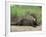 Giant Otter, Guyana-Pete Oxford-Framed Photographic Print